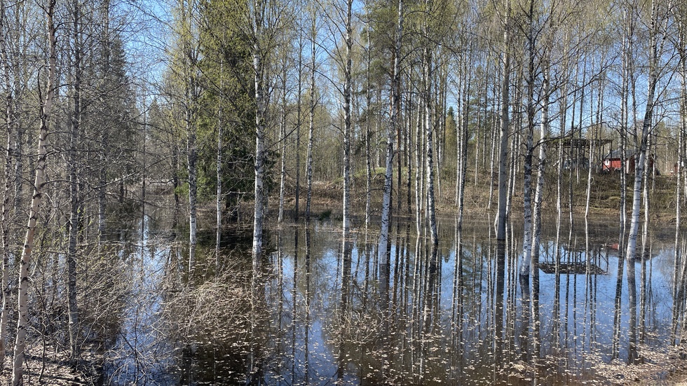 Klimatförändringarna innebär att översvämningar i skog och mark kommer bli vanligare.