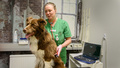 Veterinären: "Jag vill lösa gåtan med vad som är fel med djuret"