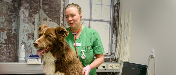 Veterinären: "Jag vill lösa gåtan med vad som är fel med djuret"