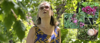 Christina öppnar upp sin trädgård – för hundratals besökare