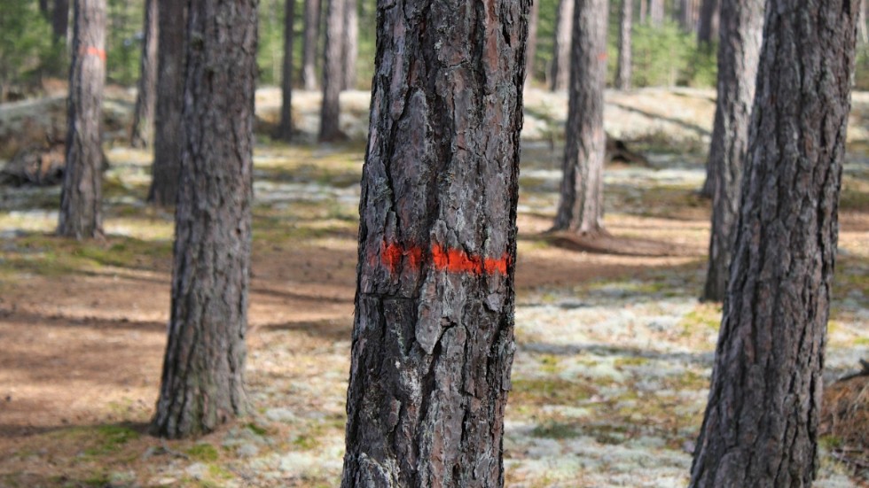 På slätten i Hultsfred ska ett försök med hyggesfritt skogsbruk göras.