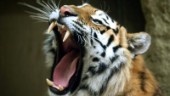 Tiger hittades blodig på Kolmården