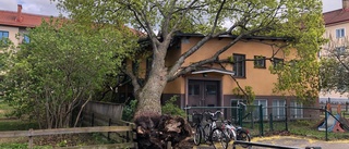 Träd föll över förskola – inga barn där
