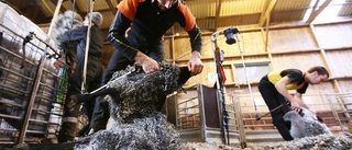 SM i fårklippning arrangeras på Gotland