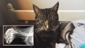 Okänd sköt familjens katt – fick avlivas