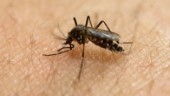 Myggupptäckt kan hjälpa bekämpa sjukdomar