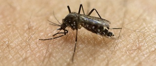 Myggupptäckt kan hjälpa bekämpa sjukdomar