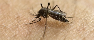 Laser avslöjar vad myggor gillar