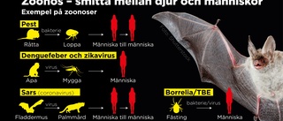 Vanligare med virus från djur till människa