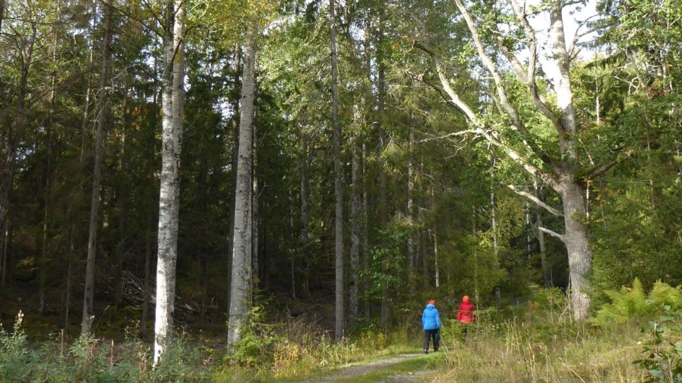För att invånare och besökare ska fortsätta leva fritt med tillgång till natur kan kommunen köpa ut Trosaskogen från markägaren. Allmänheten kan då fortsätta använda området till friluftsaktiviteter, skriver Anna, Maria och Sofia Bohlin.
