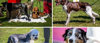 BILDEXTRA: Kolla in hundarna på hundutställningen i Norrköping