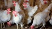 Sveriges största äggproducent tvingas avliva alla höns