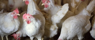 Sveriges största äggproducent tvingas avliva alla höns 