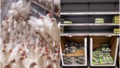 Äggbrist hotar när producenternas kostnader skenar: "Vi skulle behöva få 50 öre mer per ägg"