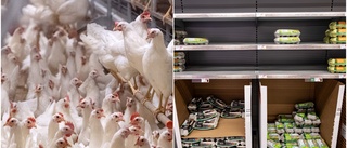Äggbrist hotar när producenternas kostnader skenar: "Vi skulle behöva få 50 öre mer per ägg"
