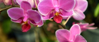 Skogsjätte avverkade bland orkidéer – bötfälls
