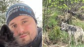 Han mötte varg nära kommungränsen – filmade händelsen: "Oroligt att vara hundägare"