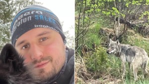 Han mötte varg nära kommungränsen – filmade händelsen: "Oroligt att vara hundägare"