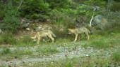 Nya vargvalpar upptäckta i Sörmland – fångades av kameror: "Vi har sett minst två"