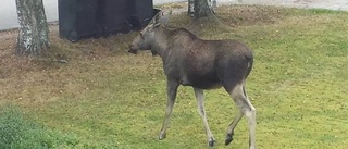 Älg i Överum är skjuten