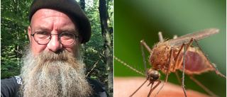 Aggressiva myggor härjar i Uppland – så länge kan plågan pågå 