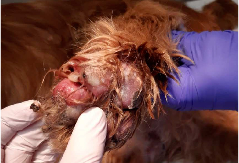 Samtliga tassar på den lidande hunden var allvarligt inflammerade sedan en längre tid tillbaka, enligt veterinären som också konstaterade en blödande och inflammerad tumör i rumpan på hunden.
