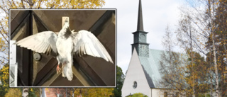Otäcka upptäckten: Korsfäst duva satt uppspikad på kyrkans port