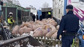 Lastbil med 90 grisar har kört i diket utanför Vadstena