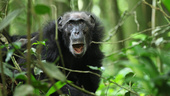 Schimpanser hamnar också i klimakteriet