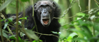 Schimpanser hamnar också i klimakteriet