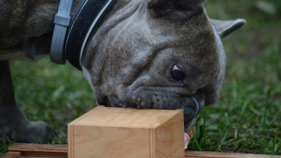 En fransk bulldogg försöker få upp en låda för att komma åt en bit korv. Det går oftast dåligt enligt en studie.