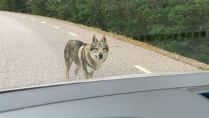Länsstyrelsens bedömning: Djuren på vägen är inte vargar 