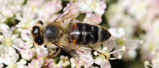 Jordbruksverket: Färre bin påverkar ekosystemet