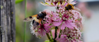 Närstudier av insekter. Läsarbilden