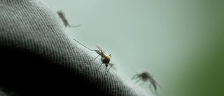 Vill se plan mot myggor: ”Rädda era invånare”