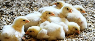 Hälften av kycklingarna avlivas direkt