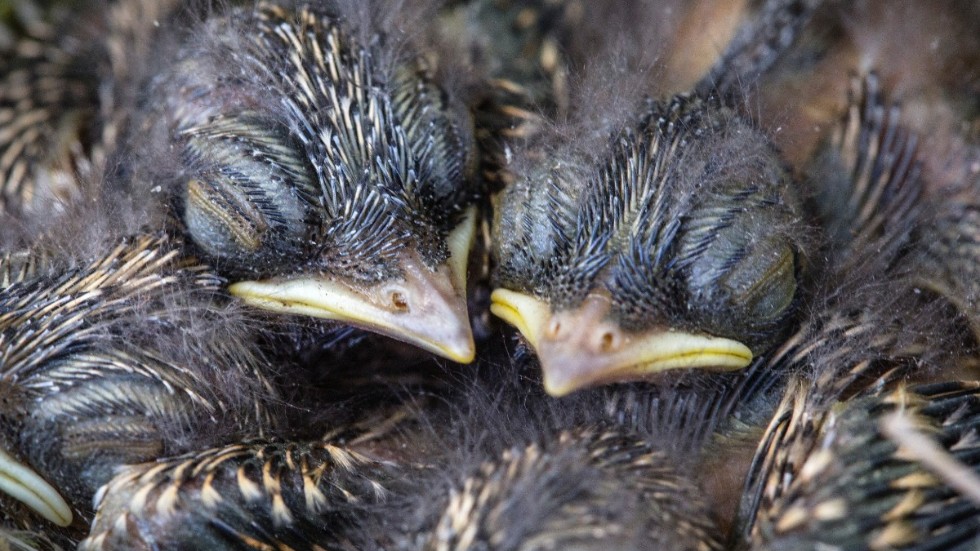 Insändarskribenten skriver om exempelvis fågelungars utsatthet vid skogsavverkning.
