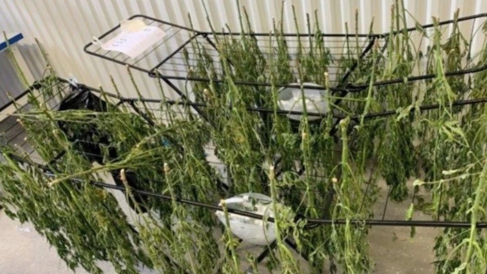 Två Vimmerbybor har dömts för grovt narkotikabrott under 2022. Det är ett par som odlat över 21 kilo cannabis på tre olika platser. Det finns dock ingenting som säger att de cirka 1,5 kilo som sålts har hamnat på den lokala marknaden.