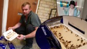 Ukrainska flyktingar bor med kackerlackor – i kommunens lägenhet