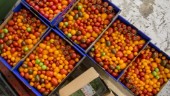 Sjunkande producentpriser: Kan märkas i butiker