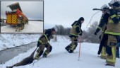 Drama med olyckligt slut – brandmän försökte förgäves rädda rådjur ✓Räv kan ha varit inblandad