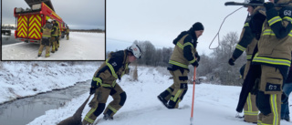 Drama med olyckligt slut – brandmän försökte förgäves rädda rådjur ✓Räv kan ha varit inblandad