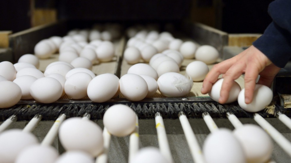 KRAV-märkta ägg är de enda ägg som får grönt ljus i WWF-guidens samtliga bedömningskategorier: biologisk mångfald, djurvälfärd, antibiotika, kemiska bekämpningsmedel och klimat. 