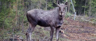 Ilsken älg tillbaka – ska skjutas