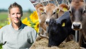 Kravs kritik – mot Norrmejerier: ”Ekologisk odling är ingen trend”