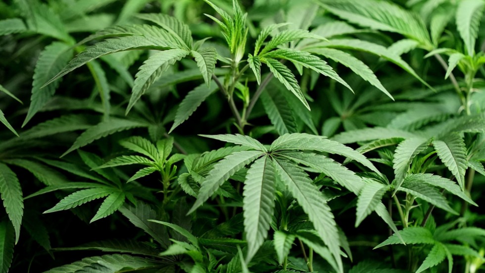 Cannabisodlarna var åtalade för synnerligen grovt narkotikabrott, men dömdes för grovt narkotikabrott. Arkivbild