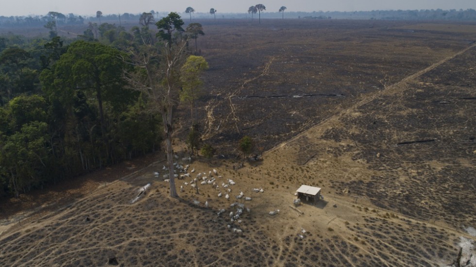 Mark som bränts och avskogats nära staden Novo Progresso i Brasilien. Arkivbild.