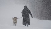 Hund fick i sig narkotika på promenad – dog