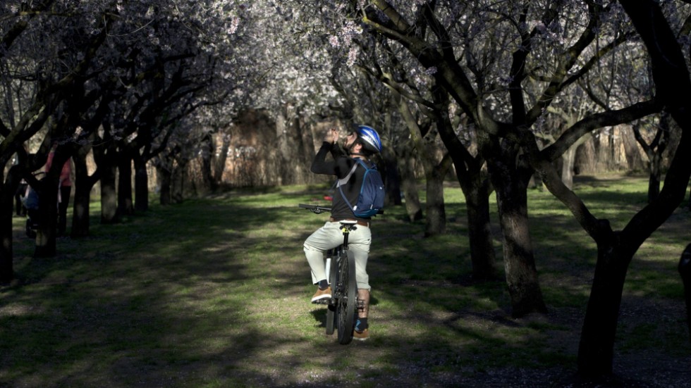 Det är vackert när mandelträden blommar i Madrid. Den spanska huvudstaden satsar på att anlägga nya träd, grönområden och stadsskogar.