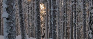 Sex nya reservat i Norrbotten